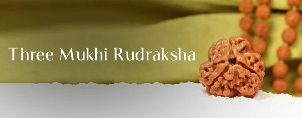 3 Mukhi Rudraksha Benefits: The Bead That’s Supposed to Burn Away Bad Karma 3 Mukhi Rudraksha benefits