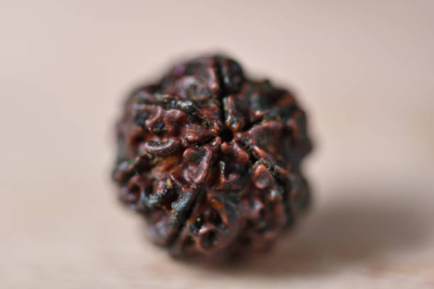 How Five Mukhi Rudraksha Benefits Can Improve Your Relationships five mukhi rudraksha benefits